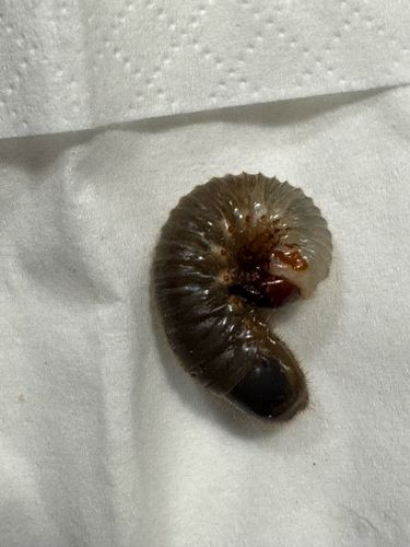 Grub (Beetle Larva)