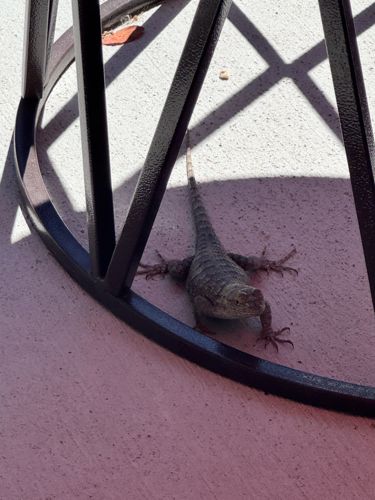 Western Fence Lizard