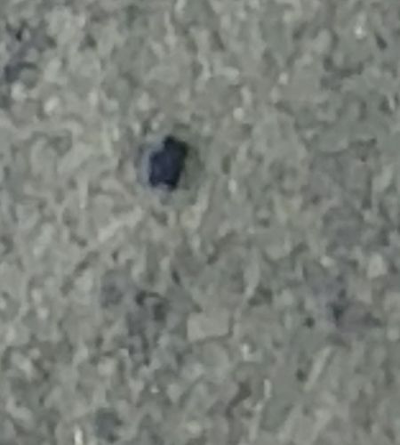 Black Carpet Beetle (Likely)