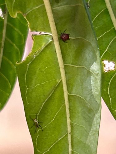 Brown Spider Beetle