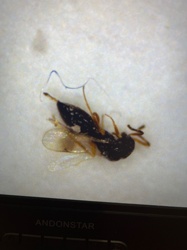 Parasitic Wasp