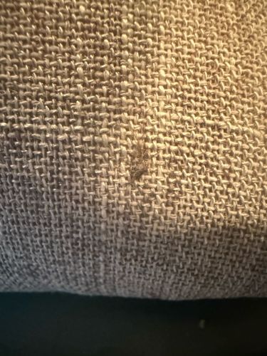 Carpet beetle (likely larval stage)