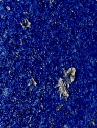 House Dust Mite