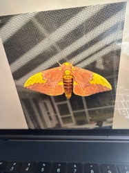 Royal Walnut Moth