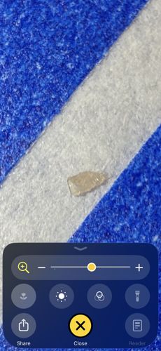 Tapeworm segment (Proglottid)