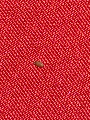 Bed Bug (Nymph/Juvenile)