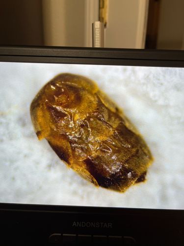 Larder Beetle (larva or pupa)