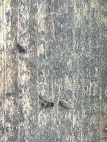 Carpet Beetle (likely Varied Carpet Beetle or Black Carpet Beetle)