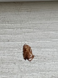 Cockroach