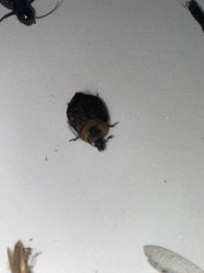 Carpet Beetle (likely Varied Carpet Beetle or Black Carpet Beetle)