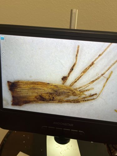 Case-bearing Clothes Moth