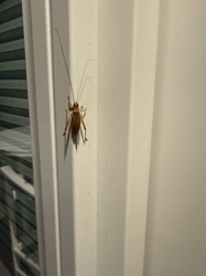 Cave Cricket, Camel Cricket, or Spider Cricket