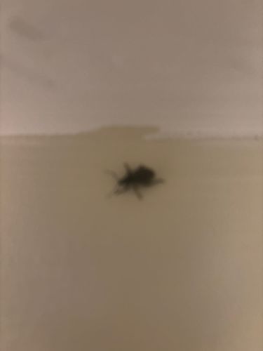 Cockroach (likely American, Oriental, or German Cockroach based on shape, though difficult to tell specifics from blur)