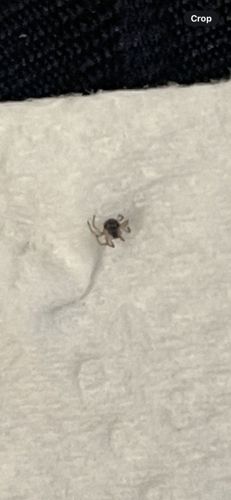 Crab Spider (likely a species within Thomisidae or a similar family)