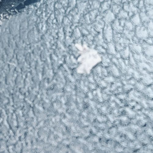 Masked Hunter (Nymph Stage)