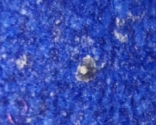 Variegated Carpet Beetle