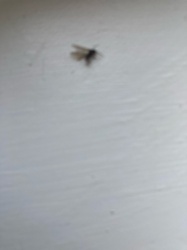 Fly