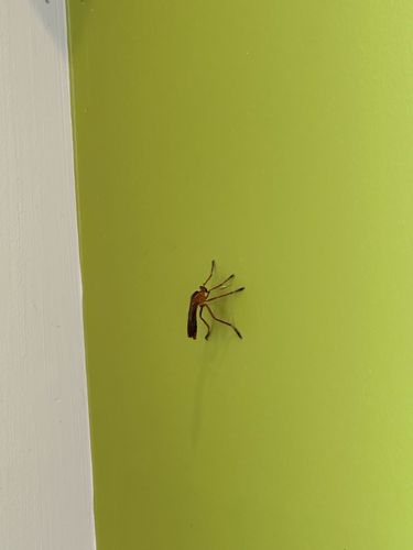 Mosquito