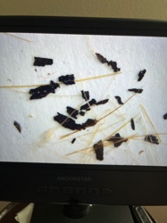 Flea (excrement/flea dirt)