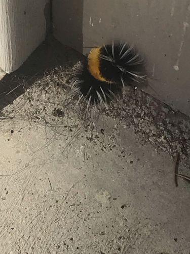 Banded Woolly Bear Caterpillar