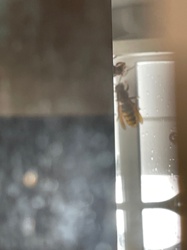 Paper Wasp (likely European Paper Wasp)