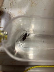 Longhorn Beetle