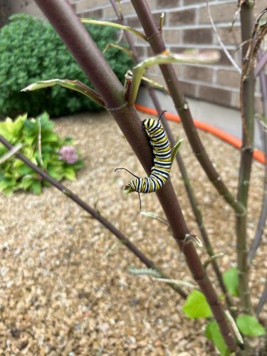 Monarch Caterpillar