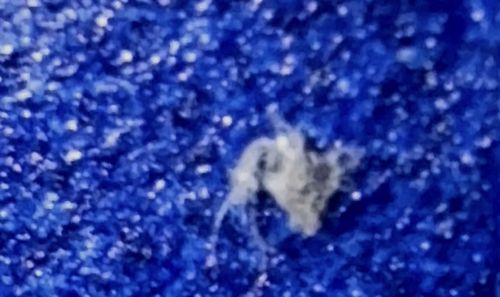 Masked Hunter Nymph (Dust Bug)