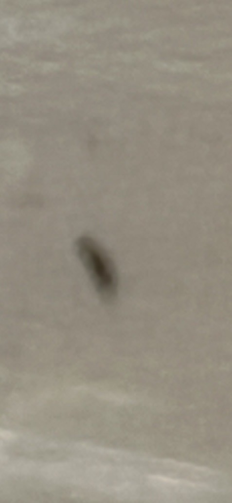 Fungus Gnat