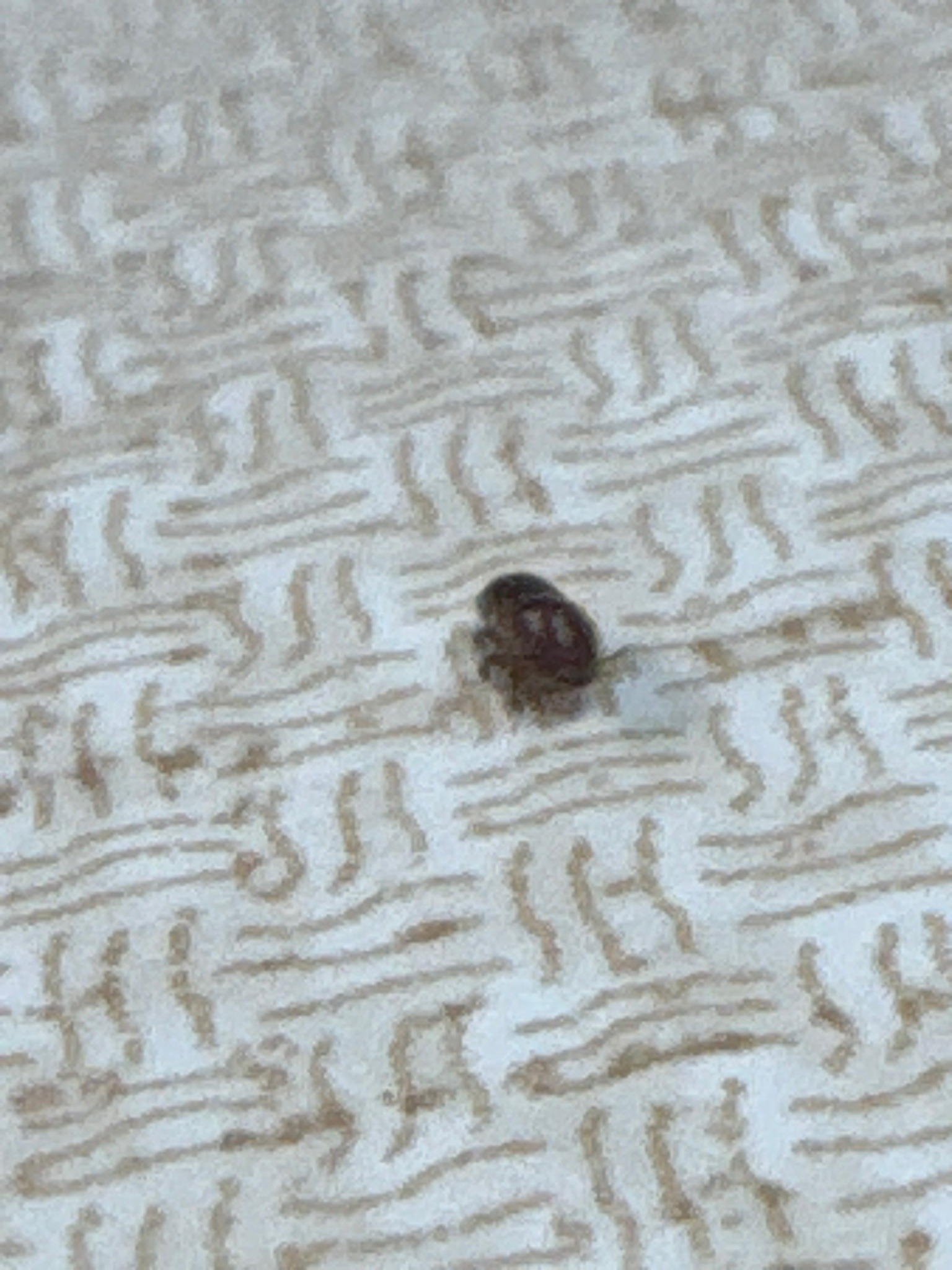 Drugstore beetle