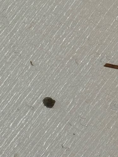 Drain Fly / Moth Fly / Filter Fly