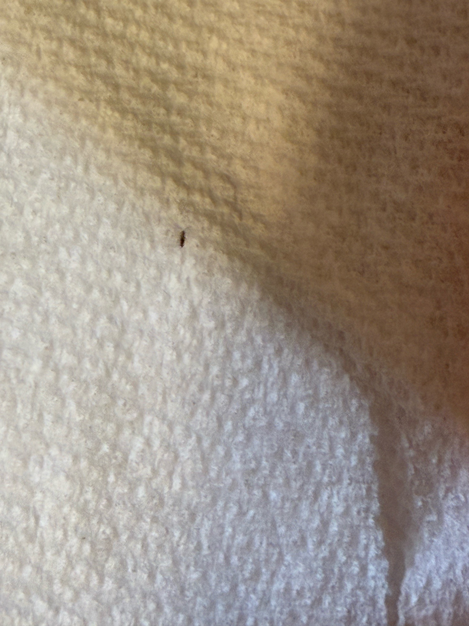 Booklouse (or Psocid)