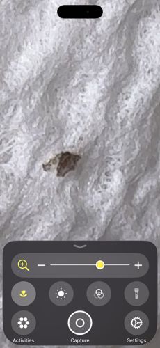 Bed Bug