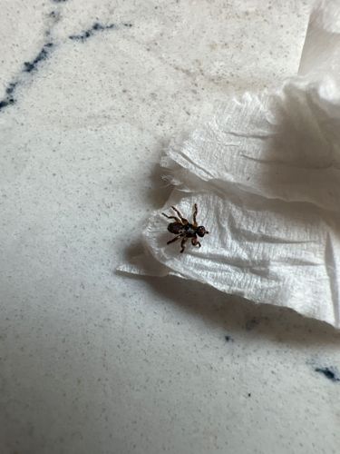 Army Ant (likely a species of Ecitoninae)