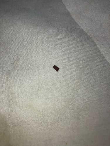 Unidentifiable Insect Part/Debris