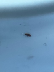 Booklouse