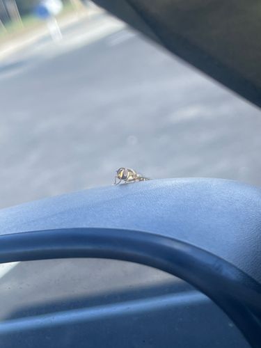 Hoverfly (also known as Flower Fly or Syrphid Fly)