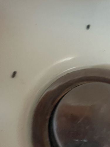 Drain Fly, Moth Fly, Filter Fly, Sewer Fly