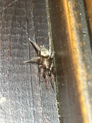 Jumping spider