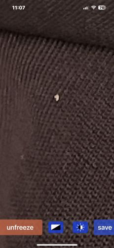 Body Louse