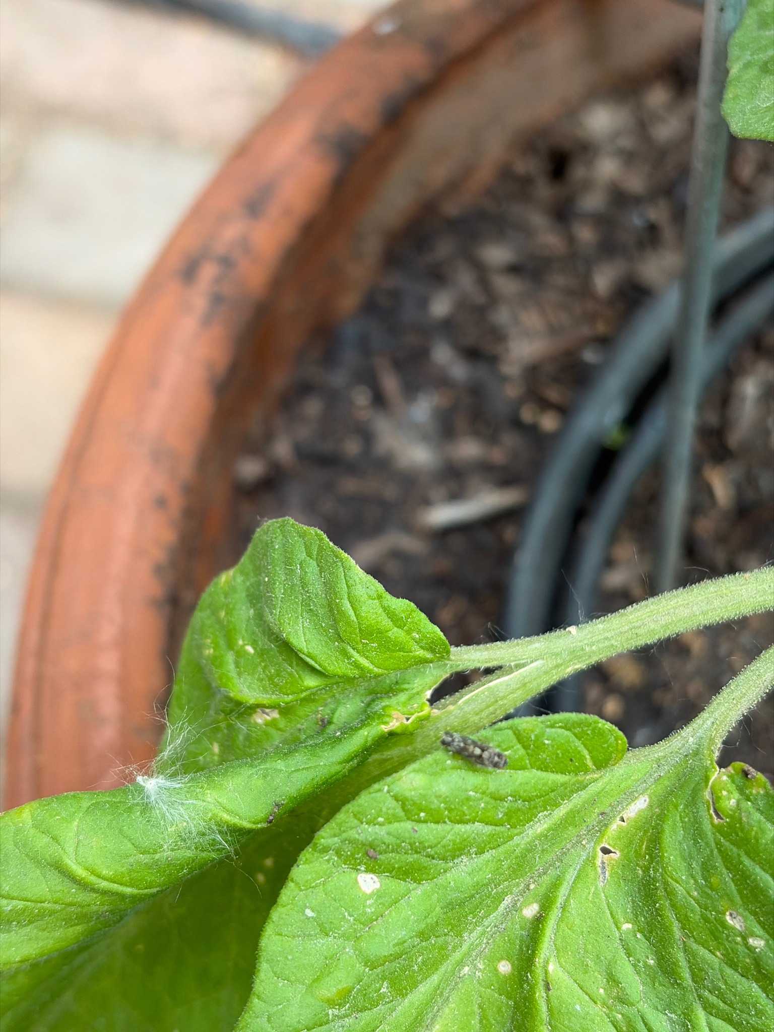 Tomato Pinworm