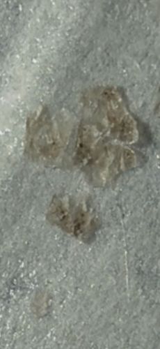 Unknown Debris (Likely skin flakes, scabs, or insect exuviae fragment)