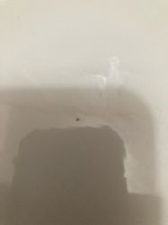 Carpet Beetle (appears to be a Varied Carpet Beetle or a similar species)
