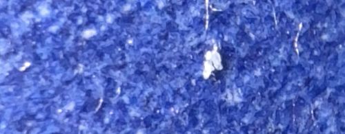 Bird Mite (Likely Tropical Fowl Mite or Northern Fowl Mite)