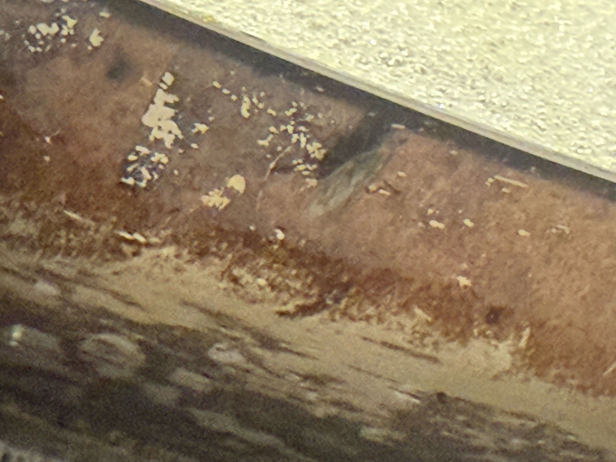 Bed Bug