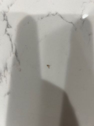 Drain Fly / Moth Fly / Filter Fly