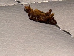 Monkey Slug (Caterpillar of the Hag Moth)