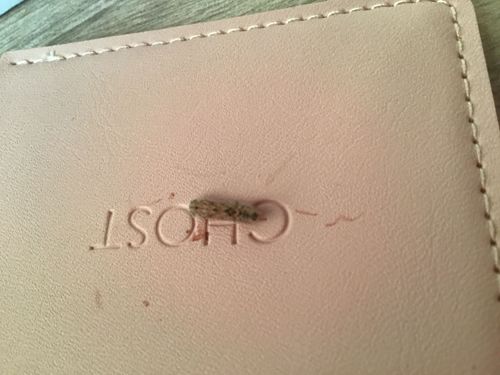 Case-bearing Clothes Moth Larva