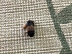 Carpet Beetle
