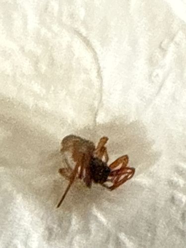 Lawn shrimp or terrestrial amphipod